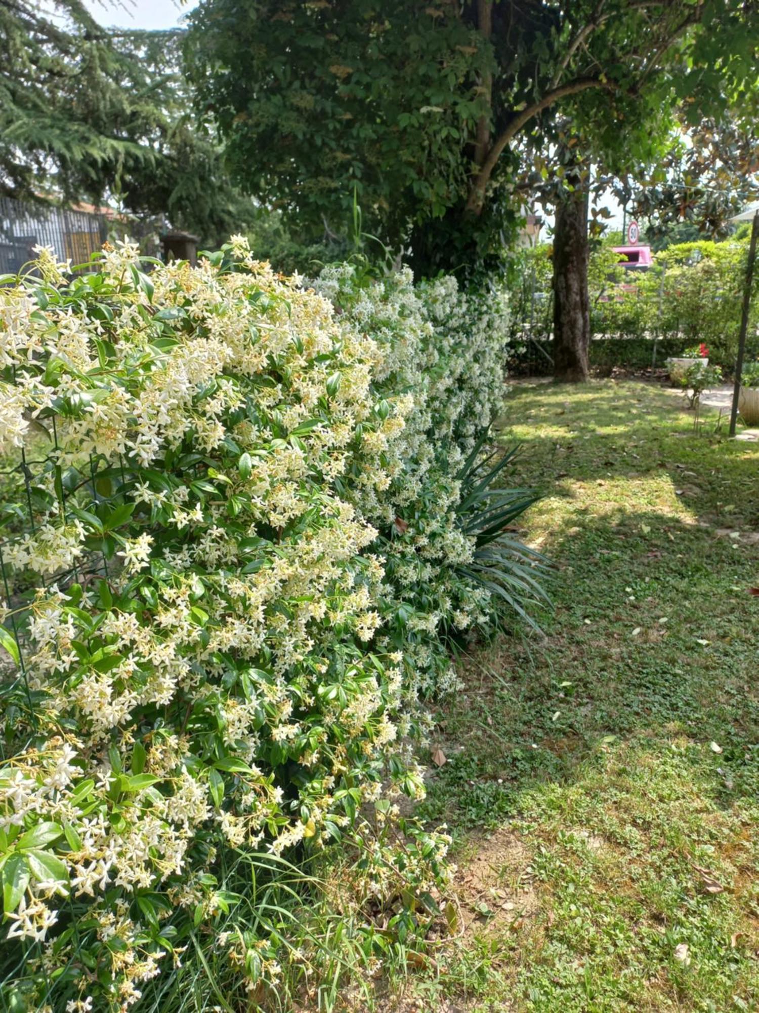 Appartamento Le Magnolie 2 Mestre Exterior photo